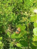 Lycaena alciphron
