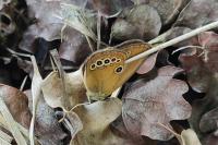 Coenonympha oedippus