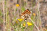 Melitaea didyma