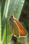 Thymelicus lineola