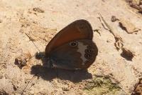 Coenonympha arcania