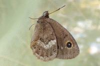 Satyrus ferula