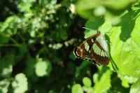 Limenitis reducta