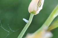 Anthocharis cardamines