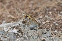 Lasiommata maera