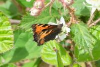 Aglais urticae