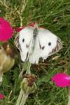 Pieris brassicae