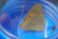 Colias crocea