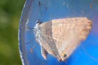 Lampides boeticus