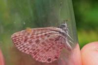 Leptotes pirithous
