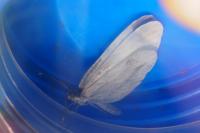 Leptidea sinapis / Leptidea reali