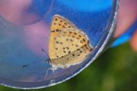 Lycaena tityrus