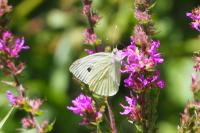 Pieris rapae