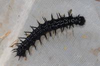 Aglais io