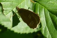 Aphantopus hyperantus