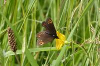 Erebia medusa