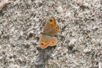 Lasiommata maera