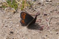 Erebia meolans