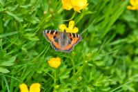 Aglais urticae