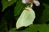 Gonepteryx