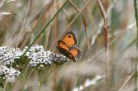 Pyronia tithonus