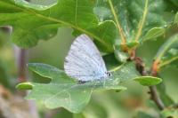 Celastrina argiolus