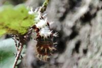 Polygonia c-album