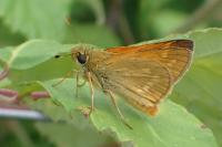 Ochlodes sylvanus
