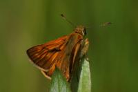 Ochlodes sylvanus