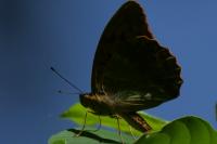 Argynnis paphia