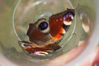 Aglais io