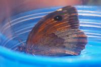 Maniola jurtina