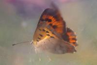 Lycaena phlaeas