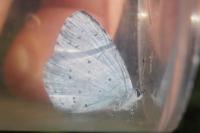 Celastrina argiolus