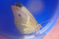 Pieris rapae