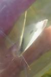 Pieris rapae