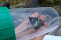 Apatura ilia