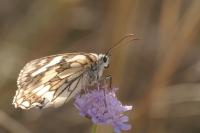 Melanargia galathea