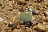 Pieris rapae