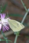 Pieris rapae