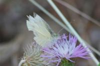 Pieris rapae
