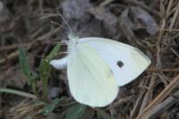 Pieris rapae