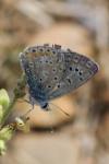 Polyommatus icarus
