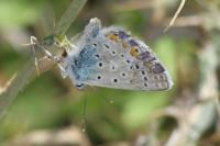 Polyommatus icarus