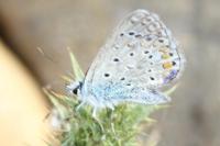 Polyommatus icarus