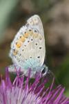 Polyommatus icarus