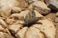 Muschampia baeticus