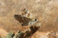 Muschampia baeticus