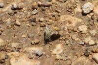 Muschampia baeticus