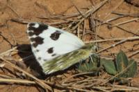 Pontia daplidice